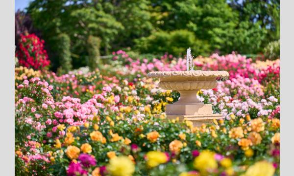 COSSAN at 京成バラ園2021 イベント画像2