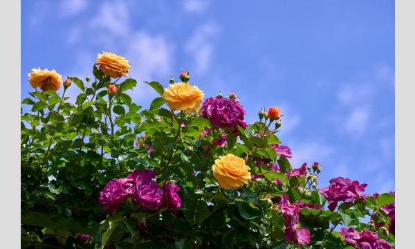 COSSAN at 京成バラ園2021 イベント画像3