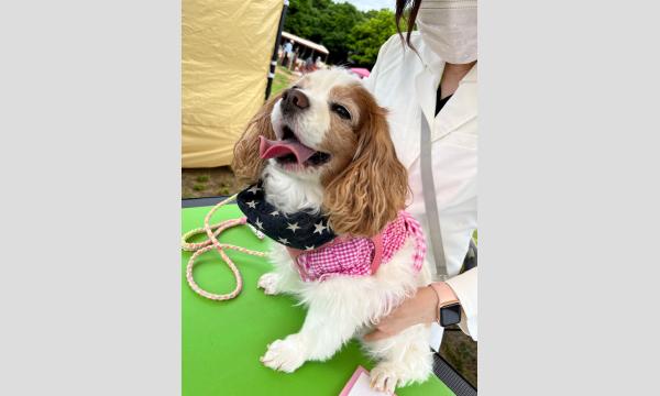 キャバリアフェス2024 ドッグマッサージ＆ヒーリング　Phosphorus イベント画像1