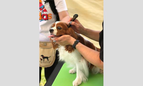 キャバリアフェス2024 ドッグマッサージ＆ヒーリング　Phosphorus イベント画像2