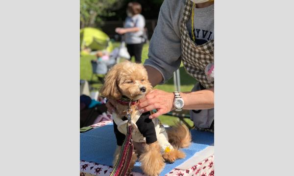 プードルフェス　2025　ドッグマッサージ＆ヒーリング　Phosphorus イベント画像1