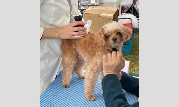 プードルフェス　2025　ドッグマッサージ＆ヒーリング　Phosphorus イベント画像2