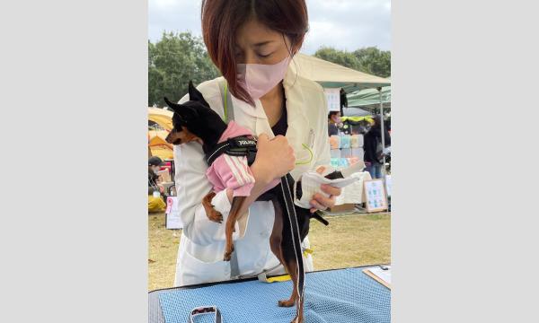 ピンフェス2025 SPRING ドッグマッサージ＆ヒーリング　Phosphorus イベント画像2