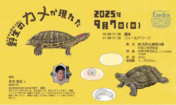 野生のカメが現れた in千葉イベント