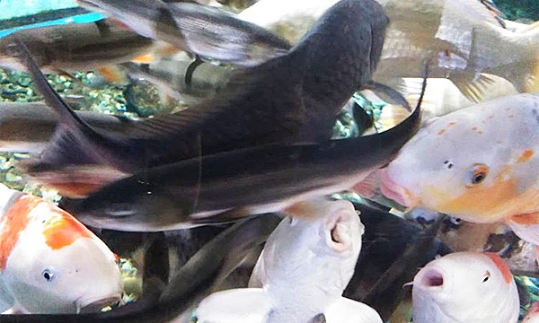 [平日限定]千歳水族館　当日入館時用　エサやり体験チケット（入館料別途必要） 2020/1/4～1/13 イベント画像3