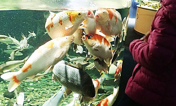 [平日限定]千歳水族館　当日入館時用　エサやり体験チケット（入館料別途必要） 2021/2/22～2/26 イベント画像1