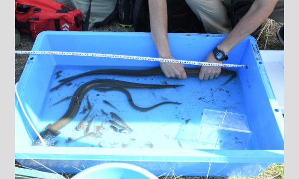 かさいユースレンジャー　魚類調査 イベント画像2