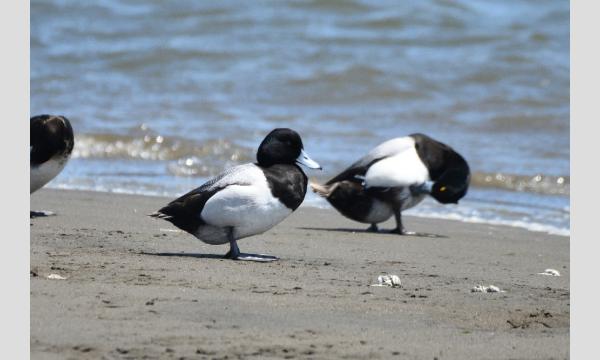 かさいキッズレンジャー　冬鳥調査隊 イベント画像1