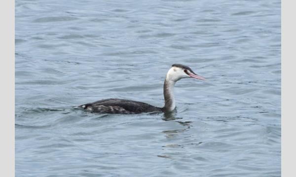 かさいキッズレンジャー　冬鳥調査隊 イベント画像2