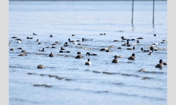 かさいキッズレンジャー　冬鳥調査隊 イベント画像3
