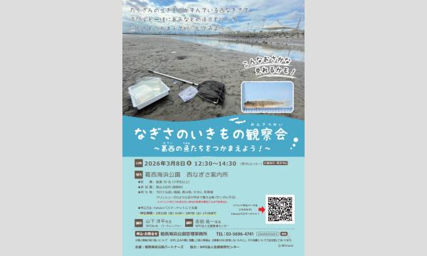 なぎさのいきもの観察会~葛西の魚たちをつかまえよう!~ イベント画像1