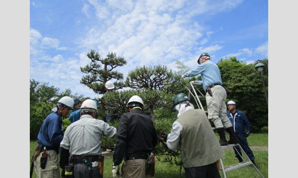 No.5　東京都公園協会職員から学ぶ！樹木の手入れ入門 マツのみどり摘みと株物手入れ in東京イベント