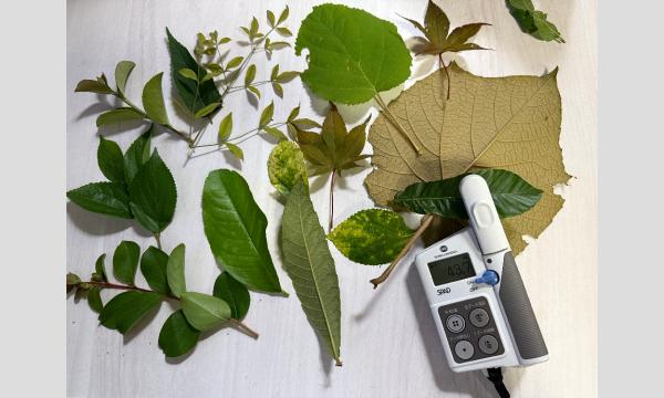 No.30 <TOKYO GREEN BIZ 関連講座4>樹木ハカセ入門!木のふしぎを体験しよう 秋 イベント画像3