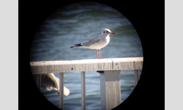 No.22　隅田川バードウォッチング教室～水辺の野鳥を探してみよう～ in東京イベント