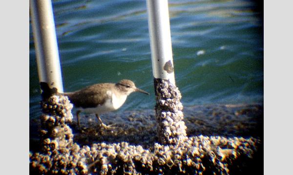 No.22　隅田川バードウォッチング教室～水辺の野鳥を探してみよう～ イベント画像2