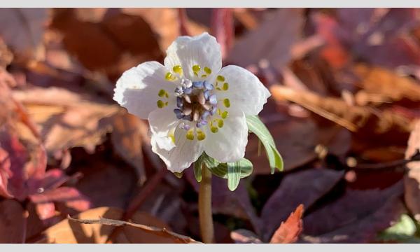 No.10　明治神宮連携講座④　－写真撮影を通じて変化する季節を楽しむ－殿ヶ谷戸庭園 in東京イベント