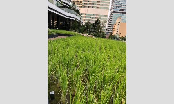 No.14　＜TOKYO GREEN BIZ 関連講座4＞竹芝新八景から発信！都会の生物多様性の取組を学ぶ イベント画像3