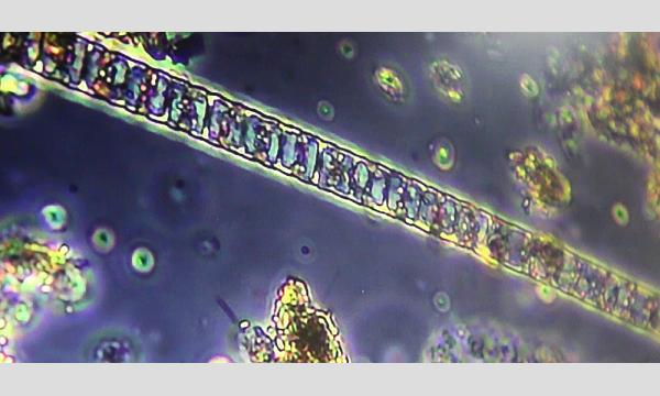 No.6＜TOKYO GREEN BIZ 関連講座3＞水の中の生きもの観察会　浜離宮恩賜庭園　高校生以上の部 イベント画像3
