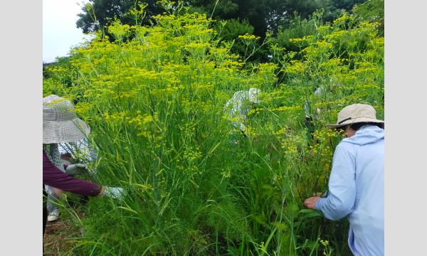 No.19 こんなに楽しいハーバルライフ① ハーブを食に活かす-スパイスの愉しみ- イベント画像3
