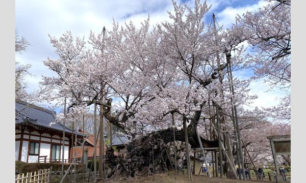 No.25　桜と庭：お花見前の学び③　「桜とサクラ・花見の基礎知識」 イベント画像2