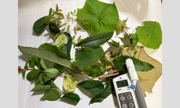 No.31　＜TOKYO GREEN BIZ 関連講座5＞樹木ハカセ入門！木のふしぎを体験しよう　早春 in東京イベント