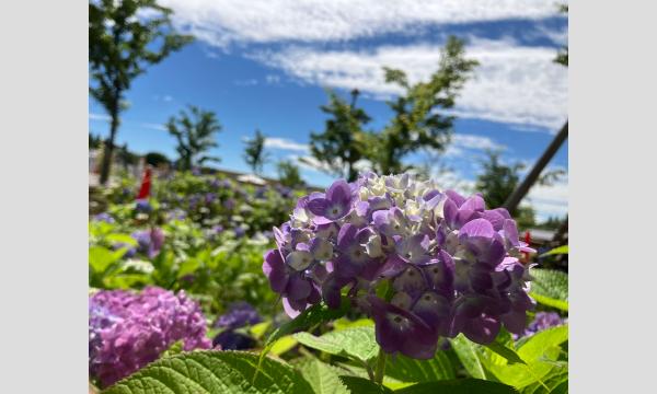 No.25　みちくさ散歩　－身近な公園で見つけよう！小さな大自然－ アジサイ咲く練馬城址公園を訪ねる in東京イベント