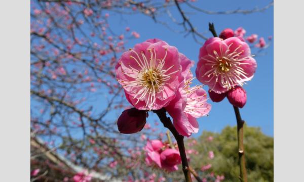 No.12　向島百花園の植物 in東京イベント