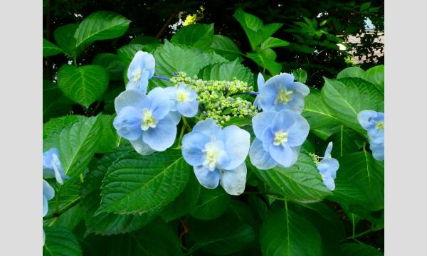 No.12 向島百花園の植物 イベント画像2