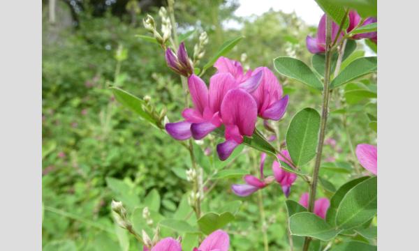 No.12 向島百花園の植物 イベント画像3