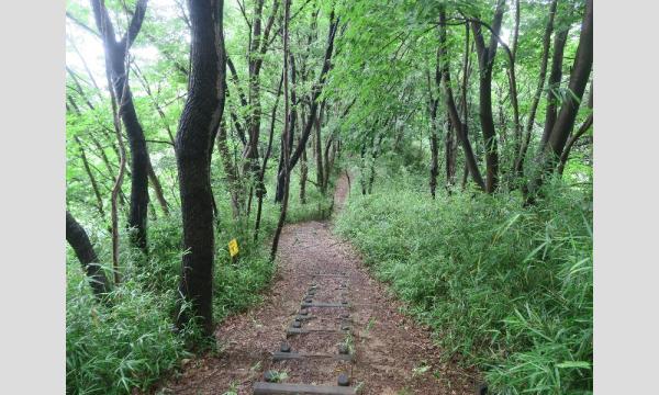 No.21　丘陵地の植物観察！「長沼公園の植物たち」 イベント画像2