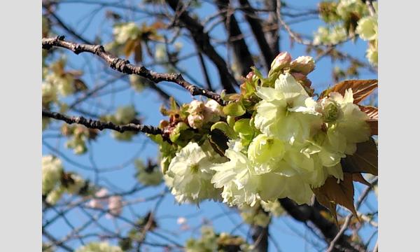 No.7　皇居東御苑の歴史と花巡り イベント画像2