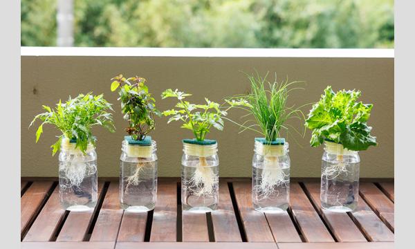 No.22　ハーブ・野菜の水耕栽培 in東京イベント