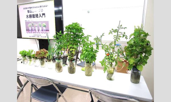No.22　ハーブ・野菜の水耕栽培 イベント画像2