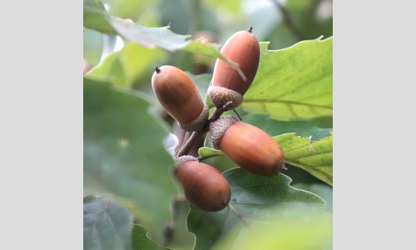 No.29　秋の井の頭公園で色々なドングリを見つけよう イベント画像2