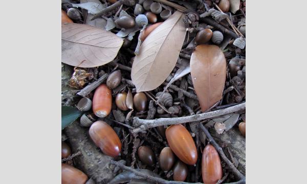 No.29　秋の井の頭公園で色々なドングリを見つけよう イベント画像3