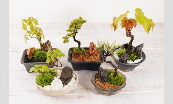 No.21　はじめての盆栽入門〜ミニ盆栽を作る in東京イベント