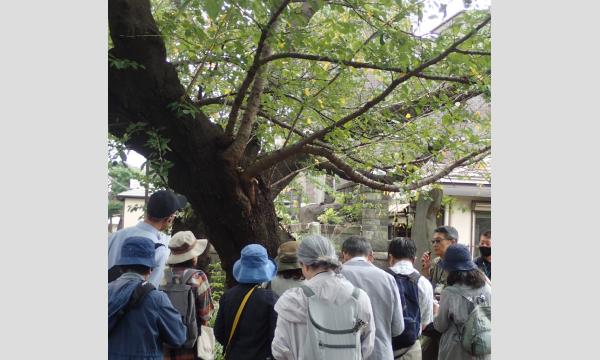 No.6 ＜TOKYO GREEN BIZ 関連講座2＞樹木医と学ぼう in東京イベント