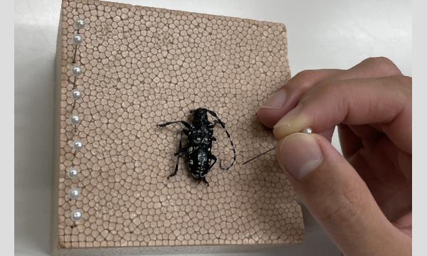 昆虫知って発見隊!! 8/7(木)10:00　～標本作り体験コース～ イベント画像2