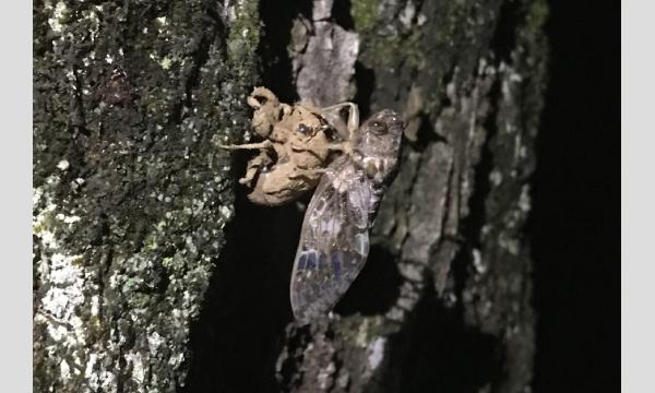 昆虫知って発見隊!! 8/8(金)18:45　～夜間昆虫調査＆セミの羽化観察コース～ in大阪イベント