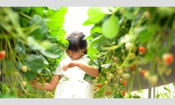 【あそプロ】［いちご農園プロジェクト2025・体験イベント］ イベント画像2