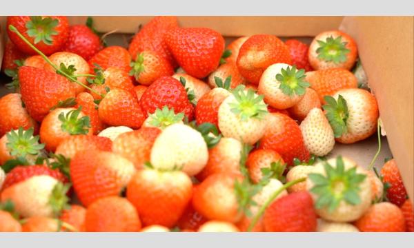 【あそプロ】［いちご農園プロジェクト2025・体験イベント］ イベント画像3