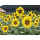 花咲(はなえみ)のイベント