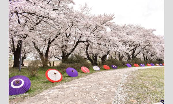 【4/18(土)〜19(日)】岩手県北上市・桜や幻想的なスカイランタンの中でコスプレイベント【きら☆こす(春)】 イベント画像3