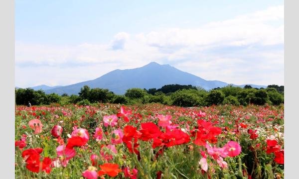 【5/23(土)〜24(日)】夜空にも満開のポピーを！夜空に無数のランタンを飛ばす「下妻市ランタンフェスティバル」 イベント画像3