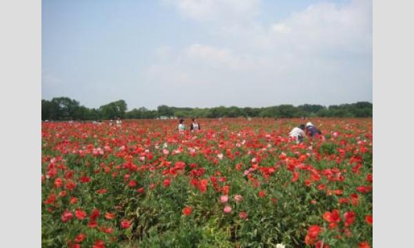 【5/23(土)〜24(日)】茨城県下妻市・満開のポピー畑の中で楽しむ街コスイベント 「きら☆こす(陽)」 イベント画像2