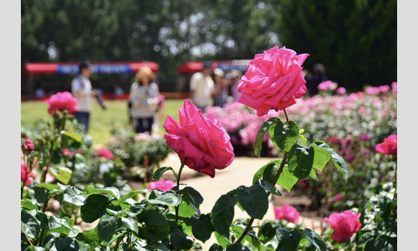 【5/27(土)】茨城県ひたちなか市・バラ咲く広大な国営ひたち海浜公園で楽しむ街コスイベント 「きら☆こす(花)」 イベント画像2
