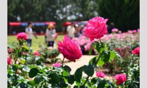 【5/28(日)】茨城県ひたちなか市・バラ咲く広大な国営ひたち海浜公園で楽しむ街コスイベント 「きら☆こす(花)」 イベント画像2