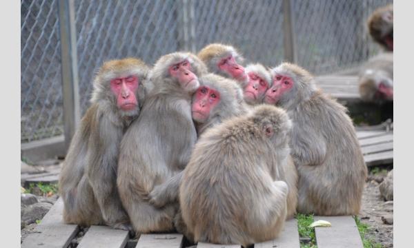 日本モンキーセンターの猿JOY！感謝祭関連イベント『裏側ツアー』イベント