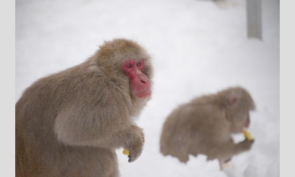 見学会「動物園の“裏側”から見る身近な野生動物」【3/22開催】 イベント画像2