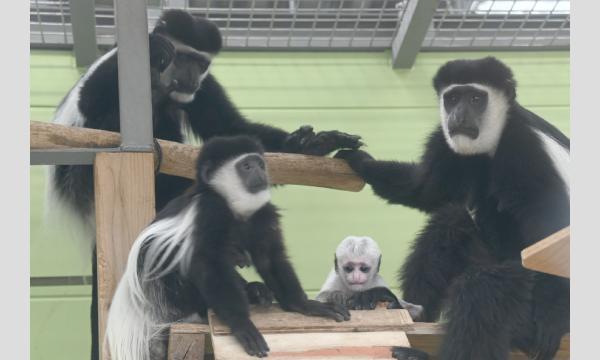 見学会「動物園の“裏側”から見る霊長類の社会」【5/30開催】 イベント画像1